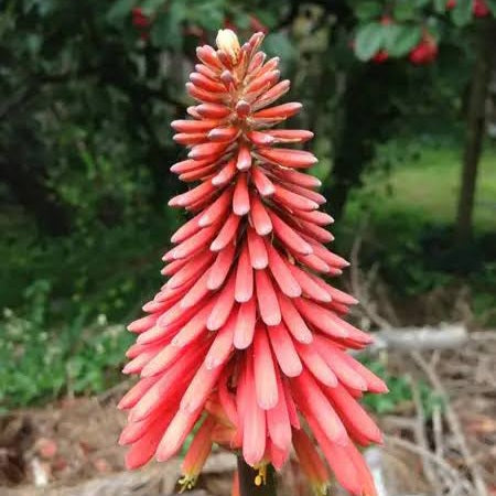 KNIPHOFIA PINK CHOICE 1.5L