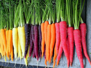 CARROT RAINBOW TEAM POWER SEED