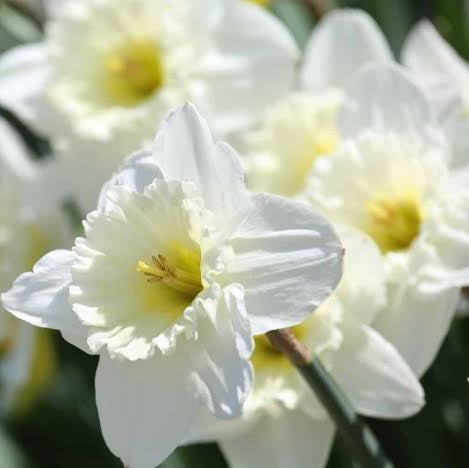 DAFFODIL TRUMPET PURE WHITE 5PK