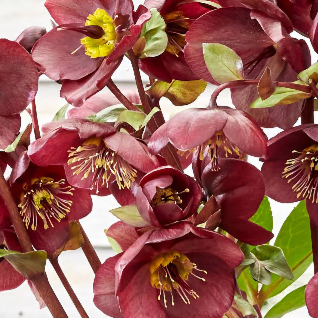 HELLEBORUS MARBLED VIBEY VELVET 2.5L