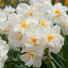 Load image into Gallery viewer, DAFFODIL DOUBLE SIR WINSTON CHURCHILL 5PK
