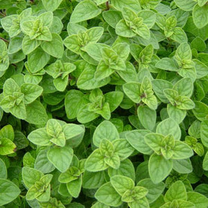 OREGANO TRUE HEIRLOOM SEED