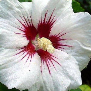 HIBISCUS SYRIACUS RED HEART 8.5L