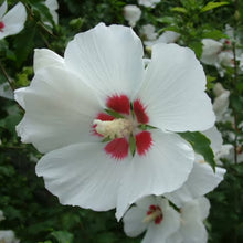 Load image into Gallery viewer, HIBISCUS SYRIACUS RED HEART 8.5L
