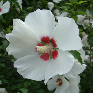 HIBISCUS SYRIACUS RED HEART 8.5L