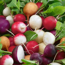 Load image into Gallery viewer, RADISH HEIRLOOM MIX SEED
