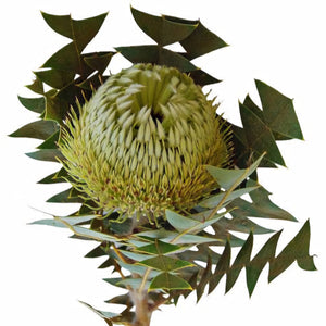 BANKSIA BAXTERII BIRDS NEST BANKSIA 3.3L