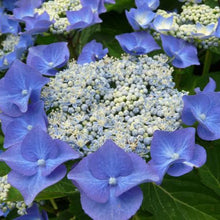 Load image into Gallery viewer, HYDRANGEA MACROPHYLLA NIGHTINGALE 4.0L
