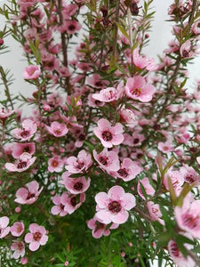 LEPTOSPERMUM WIRI SHELLY 4.0L