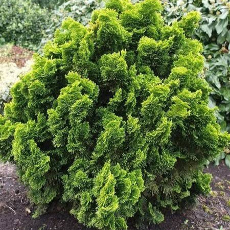 CHAMAECYPARIS OBTUSA NANA AUREA 2.5L