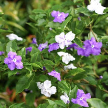 Load image into Gallery viewer, BRUNFELSIA CALYCINA EXIMA TESTERDAY TODAY &amp; TOMORROW 3.3L
