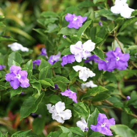 BRUNFELSIA CALYCINA EXIMA TESTERDAY TODAY & TOMORROW 3.3L