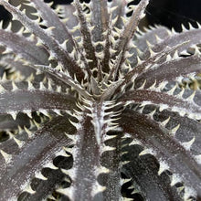 Load image into Gallery viewer, DYCKIA BRITTAL STAR 2.5L
