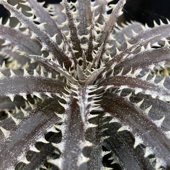 DYCKIA BRITTAL STAR 2.5L