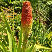 Load image into Gallery viewer, KNIPHOFIA GIANT RED 1.5L
