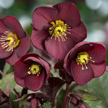 Load image into Gallery viewer, HELLEBORUS GLANDORFENSIS ICE N ROSES HYBRID MERLOT
