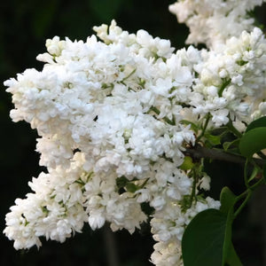 SYRINGA MADAME LEMOINE 8.5L