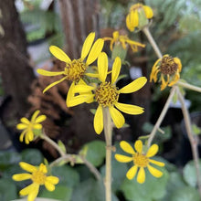 Load image into Gallery viewer, LIGULARIA LIMERICK 1.5L
