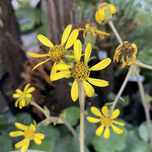 LIGULARIA LIMERICK 1.5L