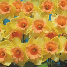 Load image into Gallery viewer, DAFFODIL LARGE CUPPED TOM POUCE 5PK
