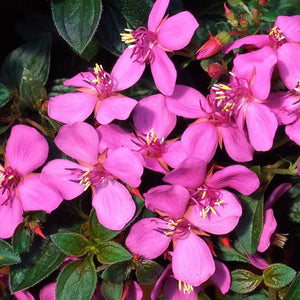 CENTRADENIA PINK 14CM