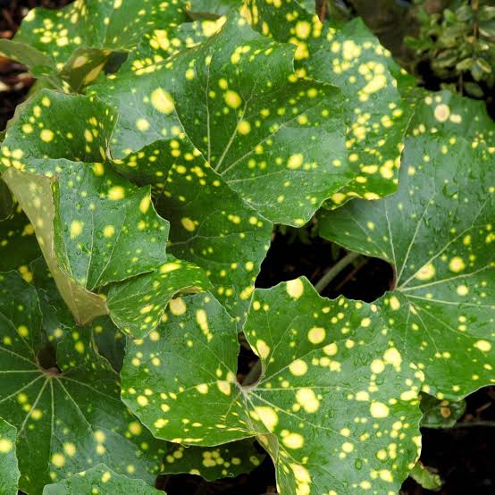 LIGULARIA LEOPARD 2.4L