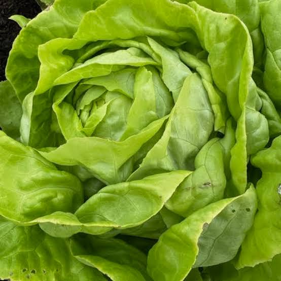 LETTUCE TOM THUMB HEIRLOOM SEED