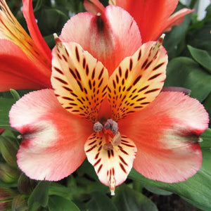 ALSTROEMERIA INCA HUSKY 14CM