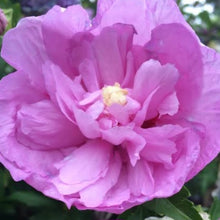Load image into Gallery viewer, HIBISCUS SYRIACUS HEIDI 8.5L

