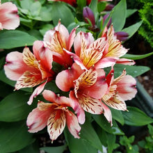 Load image into Gallery viewer, ALSTROEMERIA INCA HUSKY 14CM
