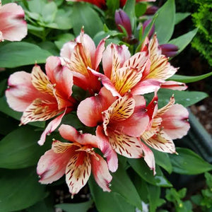 ALSTROEMERIA INCA HUSKY 14CM