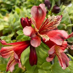 ALSTROEMERIA INCA HUSKY 14CM