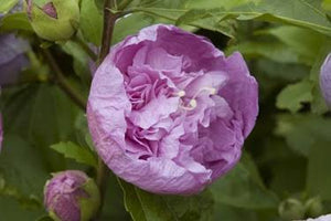 HIBISCUS SYRIACUS HEIDI 8.5L