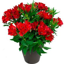 Load image into Gallery viewer, ALSTROEMERIA INCA AMSTERDAM 14CM
