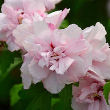 Load image into Gallery viewer, HIBISCUS SYRIACUS BLUSHING BRIDE 8.5L
