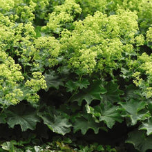 Load image into Gallery viewer, ALCHEMILLA MOLLIS THRILLER 2.0L
