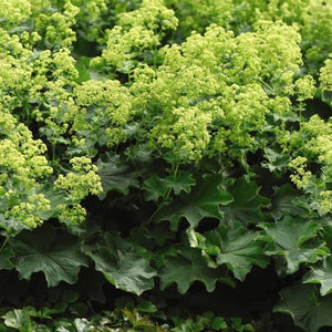 ALCHEMILLA MOLLIS THRILLER 2.0L