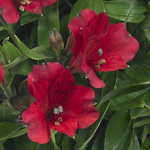 Load image into Gallery viewer, ALSTROEMERIA COMPACT INTICANCHA VALENTINO 2.5L
