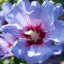 Load image into Gallery viewer, HIBISCUS SYRIACUS COELESTIS 8.5L
