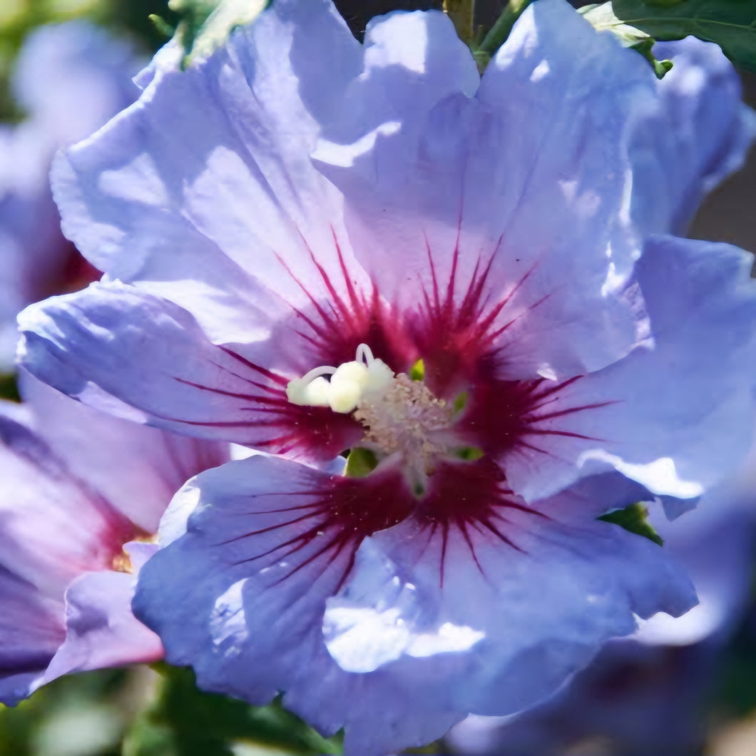 HIBISCUS SYRIACUS COELESTIS 8.5L