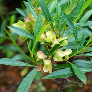 DODONAEA VISCOSA AKEAKE 3.3L