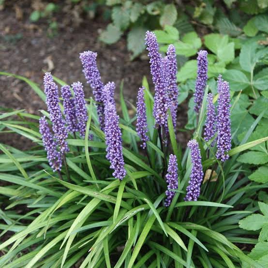 LIRIOPE MUSCARI 2.0L