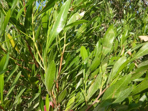 DODONAEA VISCOSA AKEAKE 3.3L