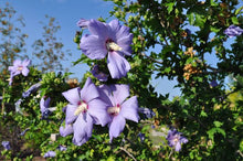 Load image into Gallery viewer, HIBISCUS SYRIACUS COELESTIS 8.5L
