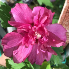 Load image into Gallery viewer, HIBISCUS SYRIACUS COLLIE MULLENS 8.5L
