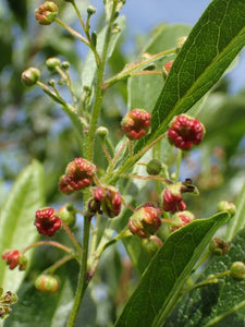 DODONAEA VISCOSA AKEAKE 3.3L