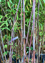 Load image into Gallery viewer, FARGESIA NITIDA CHINESE FOUNTAIN BAMBOO 3.3L
