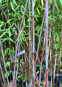 FARGESIA NITIDA CHINESE FOUNTAIN BAMBOO 3.3L