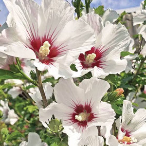 HIBISCUS SYRIACUS HELENE 8.5L