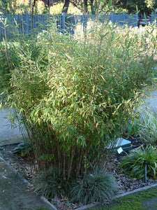 FARGESIA NITIDA CHINESE FOUNTAIN BAMBOO 3.3L